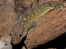 Rhacodactylus tr. trachycephalus